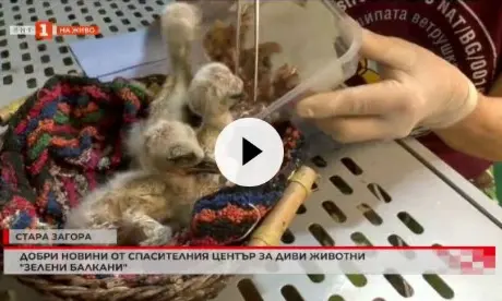 България в 60 минути - спасени белошипи ветрушки и бели щъркелчета