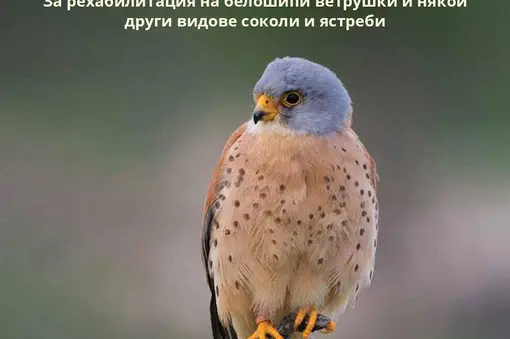 Ветеринарно медицинско помагало за оказване на първа помощ